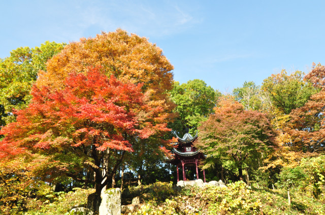 あつぎつつじの丘公園、森の里街路樹、広沢寺温泉周辺、鐘ヶ嶽・白山順礼峠ハイキングコース、金剛寺の紅葉編